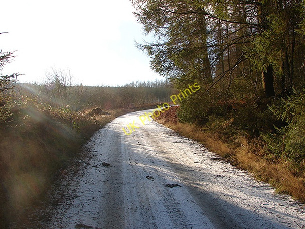 Photo 6"x4" Hafren Forestry Road Tynyrwtra\/SN8885 c2009 P1