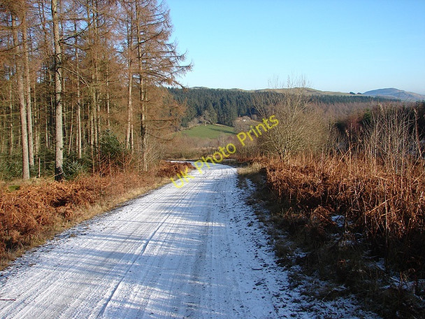Photo 6"x4" Road in Hafren Forest Tynyrwtra\/SN8885 c2009