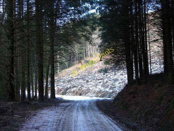 Photo 6"x4" Hafren Forestry Road Tynyrwtra\/SN8885 c2009