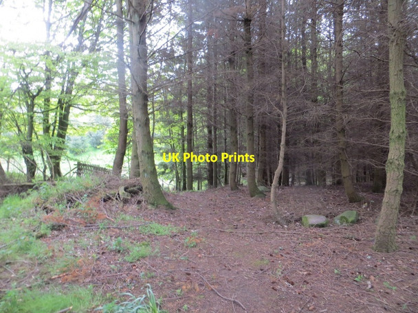 Photo 6"x4" Conifers, Chancefield Falkland c2015