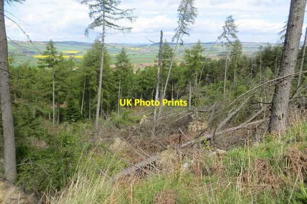 Photo 6"x4" Windthrow, Falkland woodlands Falkland c2015