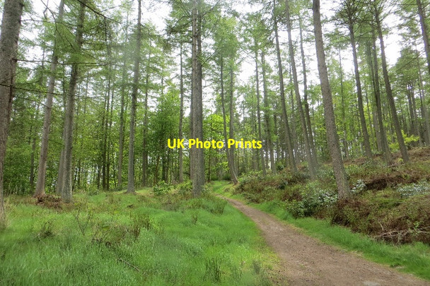Photo 6"x4" Woodland, Falkland Falkland c2015 P1