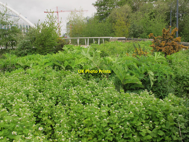 Photo 6"x4" Weeds by the River Aire, Leeds  Leeds\/SE3034 c2015