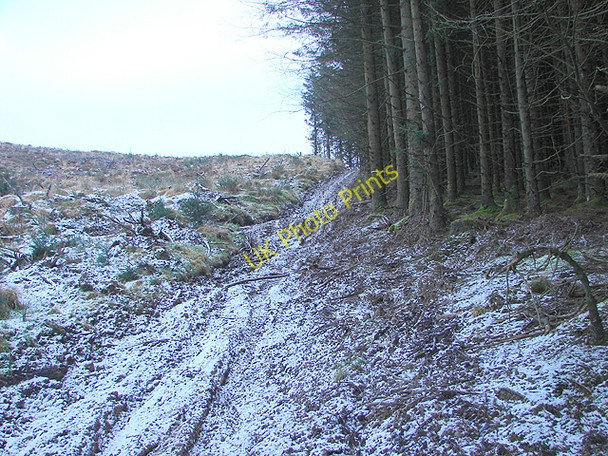 Photo 6"x4" Forestry track Tynyrwtra\/SN8885 c2009