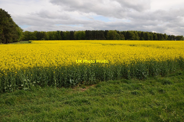 Photo 6"x4" Oil seed rape, Bourton Hill Bourton-on-the-Hill c2015
