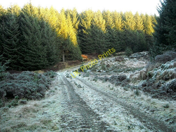 Photo 6"x4" Forest Track Pulganny Burn c2009