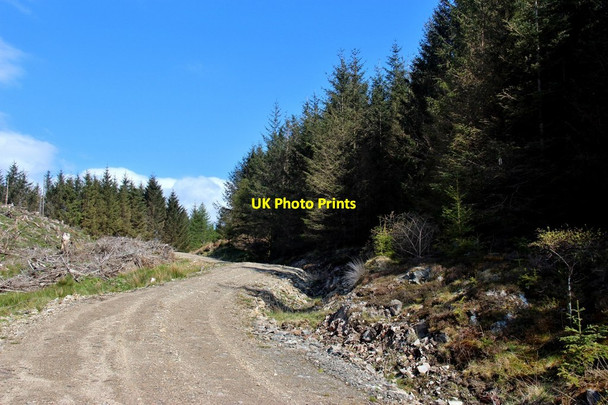 Photo 6"x4" Forestry road at Fearnoch Kilfinan c2015