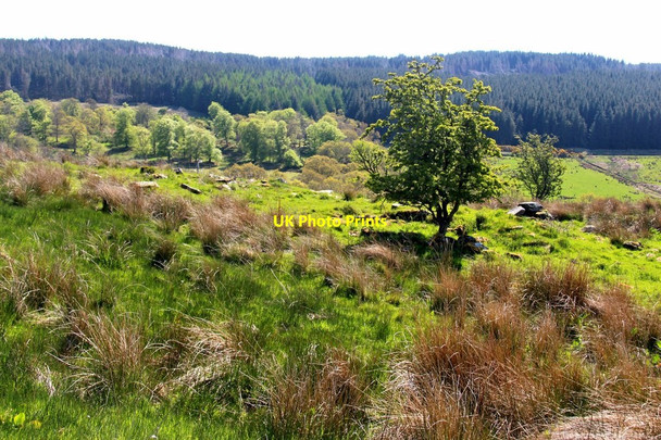 Photo 6"x4" Mixed woods and rough pasture at Acharossan Kilfinan c2015