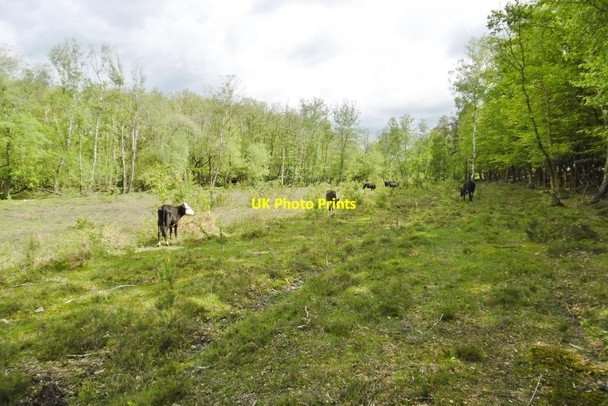 Photo 6"x4" Longdown Inclosure, cattle Ashurst\/SU3310 c2015