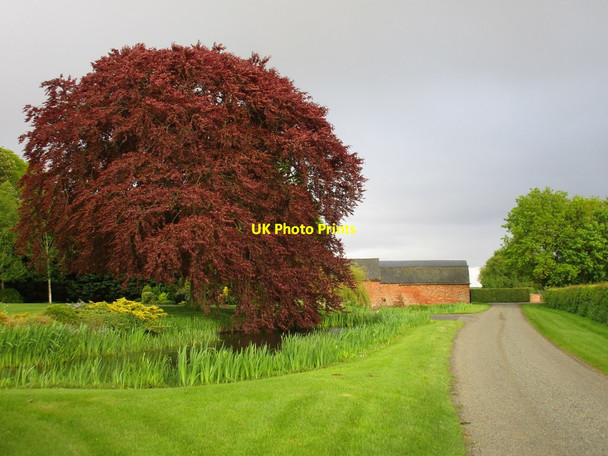 Photo 6"x4" Copper beech and moat, Langton by Wragby Langton by Wragby c2015