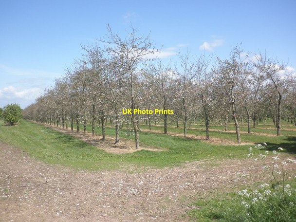 Photo 6"x4" Orchard on Park Lane Compass\/ST2933 c2015