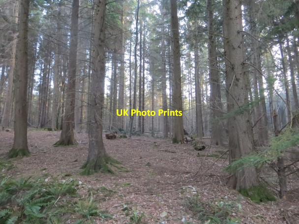 Photo 6"x4" Woodland, Kilmington Hill Shute\/SY2597 c2015