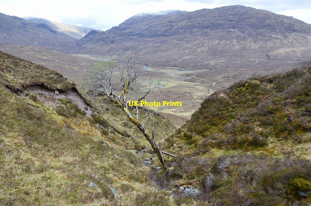 Photo 6"x4" Survivor tree Bealach Alltan Ruairidh c2015