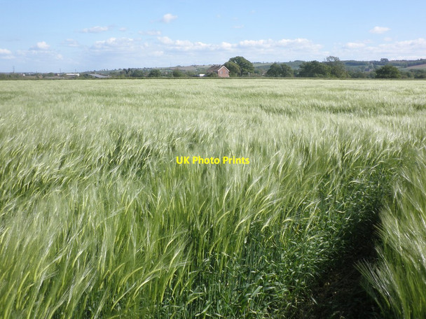 Photo 6"x4" Field of wheat at Crossfield Farm Enmore c2015