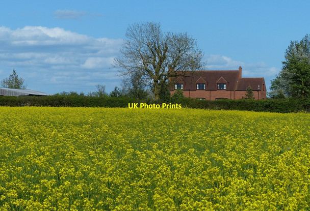 Photo 6"x4" Oil seed rape at Longham Meadow Farm Kites Hardwick c2015