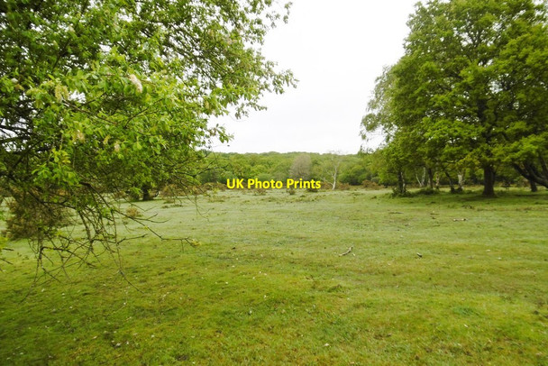 Photo 6"x4" Furzey Lodge, grassland Furzey Lodge c2015