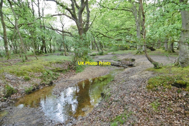 Photo 6"x4" Stubbs Wood, Worts Gutter Furzey Lodge c2015