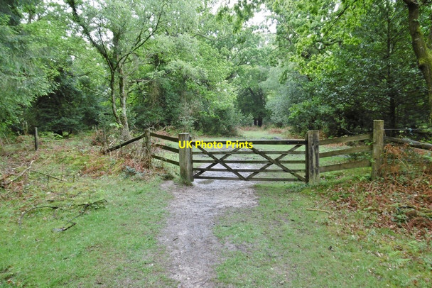 Photo 6"x4" Hawkhill Inclosure, gate Furzey Lodge c2015