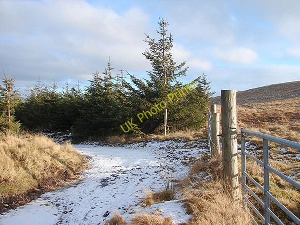 Photo 6"x4" Back into the Hafren Forest Pant Mawr\/SN8482 c2009