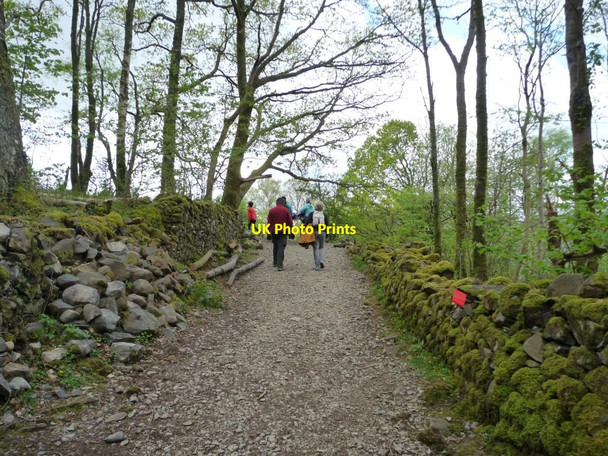 Photo 6"x4" Public footpath through Springs Wood Keswick\/NY2623 c2015
