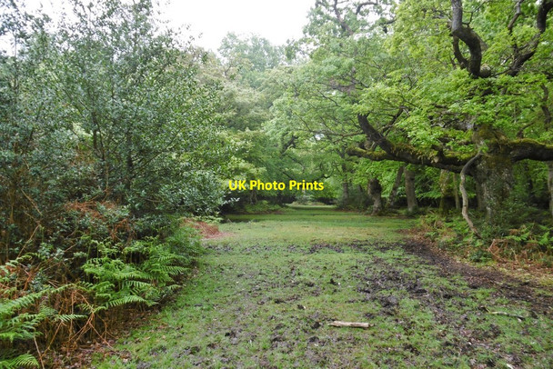Photo 6"x4" Frame Wood, ride Furzey Lodge c2015