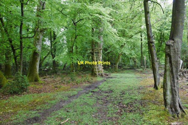 Photo 6"x4" Stubbs Wood, high seat Furzey Lodge c2015