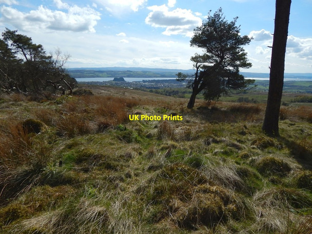 Photo 6"x4" North-western corner of Black Wood Dumbarton c2015