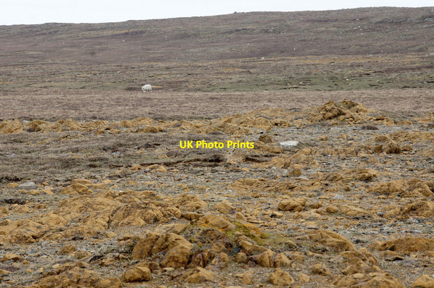 Photo 6"x4" Serpentine heath near the Burn of Watlee on the west slopes of Sobul Underhoull c2015