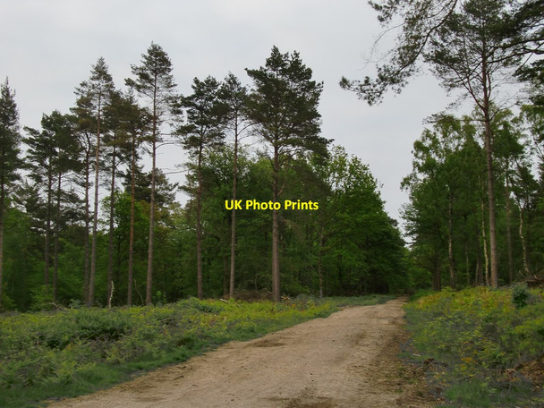Photo 6"x4" Forestry track through Winterfold Wood Peaslake c2015