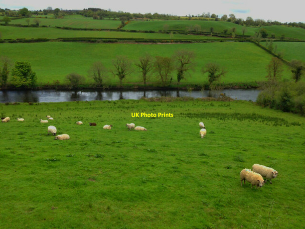 Photo 6"x4" Sheep along the Strule, Beltany Mountjoy\/H4277 c2015
