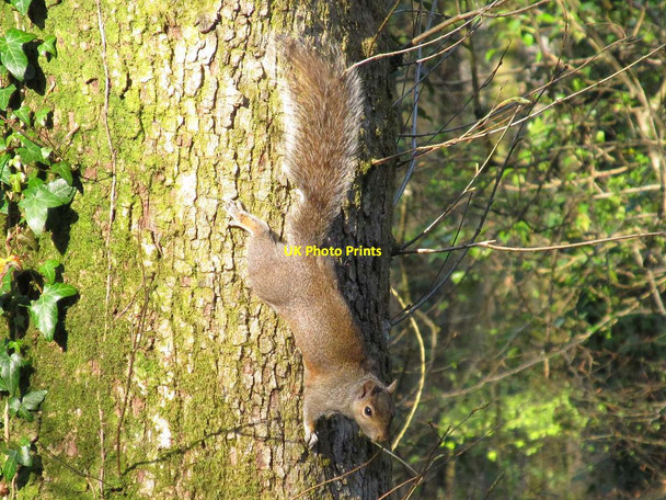 Photo 6"x4" Squirrel in the woods of Clyne Valley Killay c2015