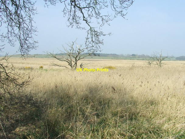 Photo 6"x4" Marsh Land Blythburgh c2015