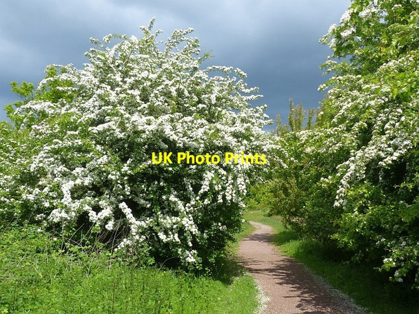 Photo 6"x4" Hawthorn bushes in flower, Howardian Nature Reserve, Cardiff Llanedeyrn\/ST2080 c2015