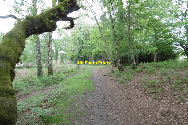 Photo 6"x4" Culverley, track Applemore c2015