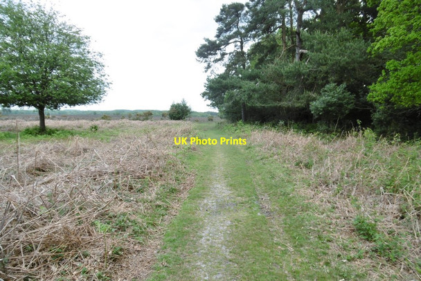 Photo 6"x4" Culverley, forestry road Applemore c2015