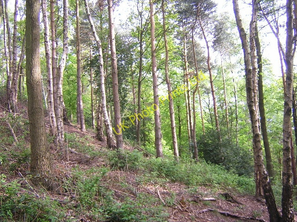 Photo 6"x4" Belmont Wood, Yeadon Yeadon c2005