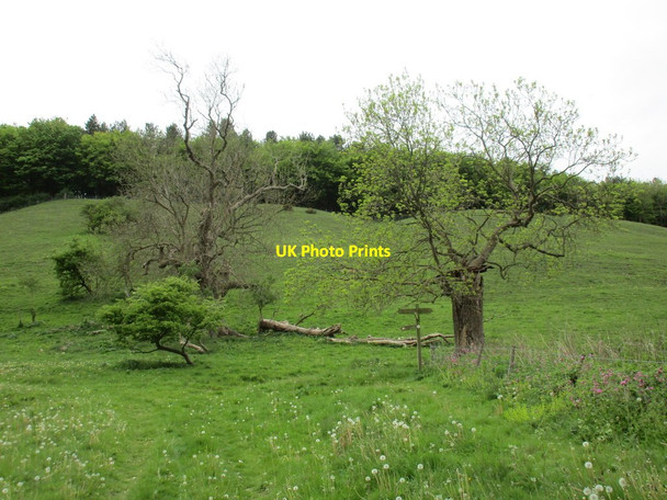 Photo 6"x4" Junction of paths below Bassett Brow Thorpe Bassett c2015