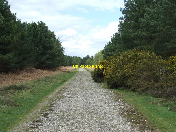 Photo 6"x4" Forest Track Iken c2015