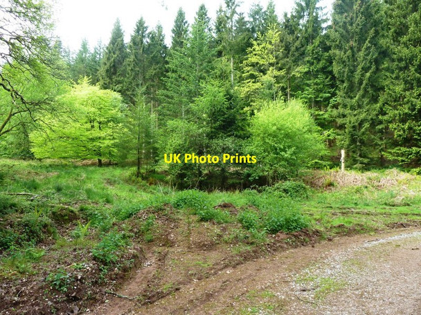 Photo 6"x4" Path junction at Cinderford Slade Yorkley Slade c2015