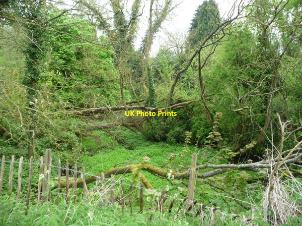 Photo 6"x4" Carr on the north-east bank of Wilton Water Wilton\/SU2661 c2015