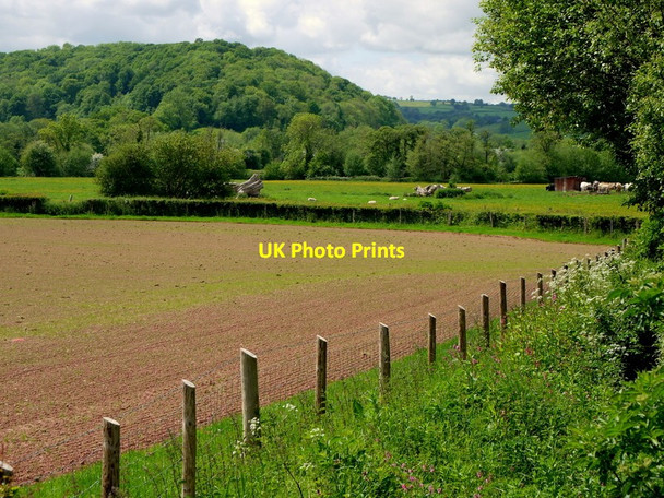 Photo 6"x4" The Golden Valley at Ponty Pinna Vowchurch c2015