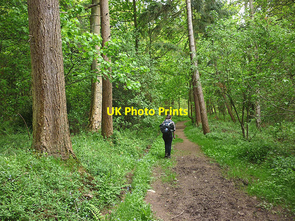 Photo 6"x4" Footpath in Town Wood Town Head\/NY6022 c2015