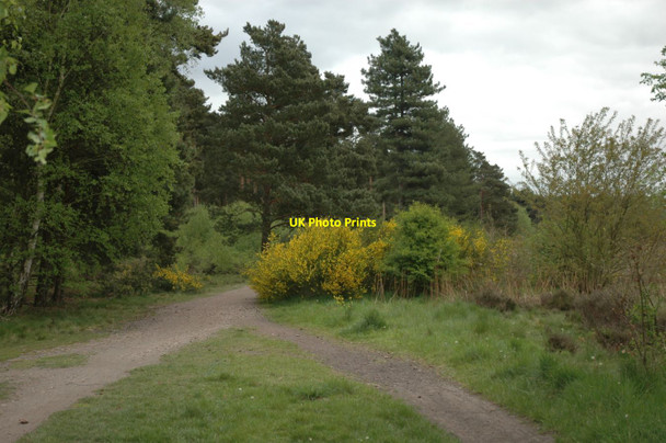 Photo 6"x4" Tracks in Clumber Park Hardwick Village c2015