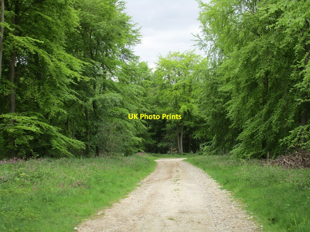 Photo 6"x4" Woodland on Beacon Wold Thorpe Bassett c2015