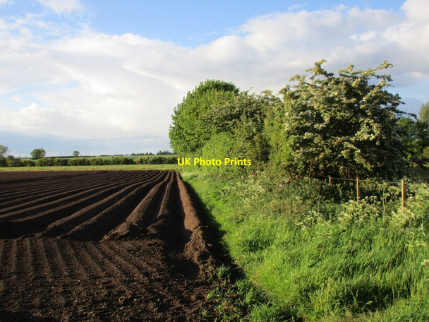 Photo 6"x4" Potato ridges in the evening sun Barrow Hann c2015