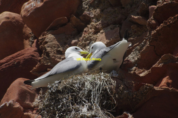 Photo 6"x4" Kittiwakes - Dunbar Castle Dunbar c2015