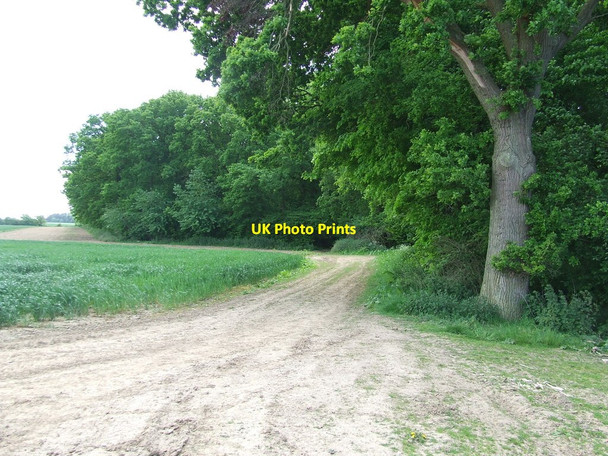Photo 6"x4" Fitches Wood Little Cornard c2015