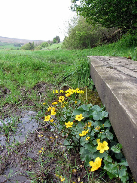 Photo 6"x4" Pennine Way near River South Tyne Leadgate\/NY7043 c2015
