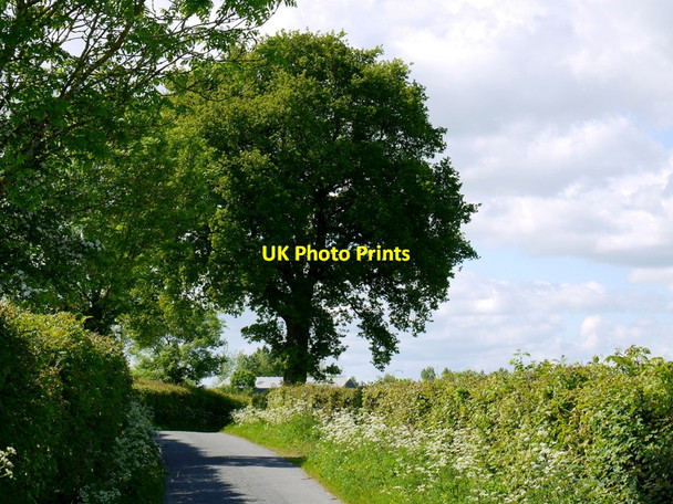 Photo 6"x4" Lane to Kerry's Gate Kerry's Gate c2015