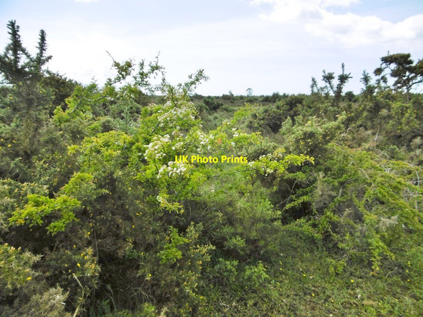 Photo 6"x4" Beaulieu Heath, hawthorn Bull Hill\/SZ3398 c2015